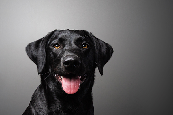 A black Labrador Retriever on a gray background.