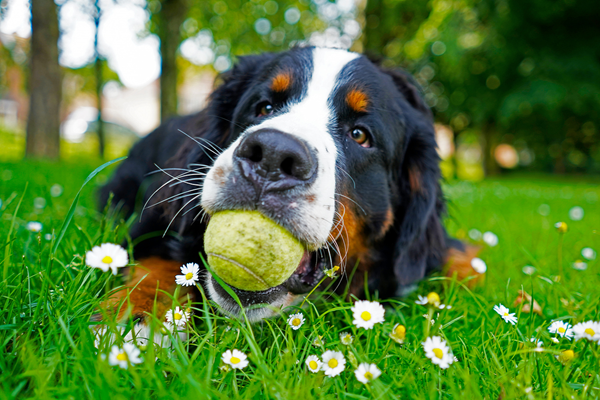 A Burmese Mountain Dog lying in a field of grass with a tennis ball in his mouth