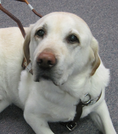 Service dog