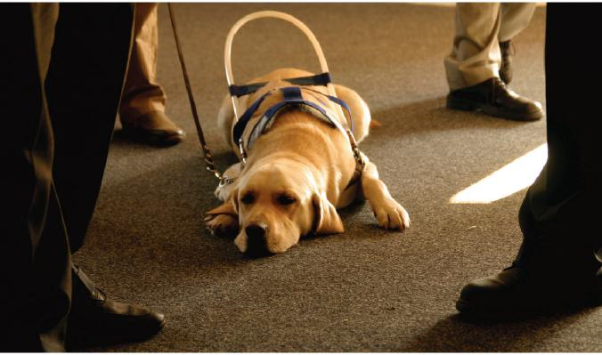 Service dog