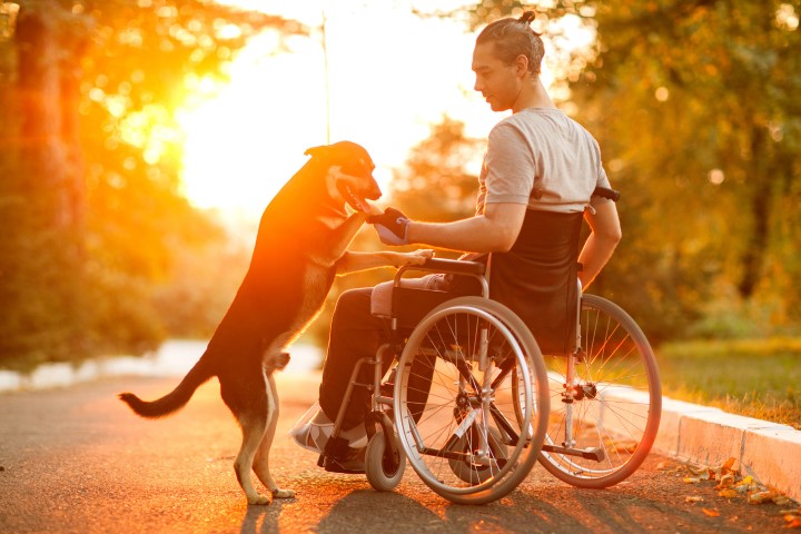 a dog and a wheelchair