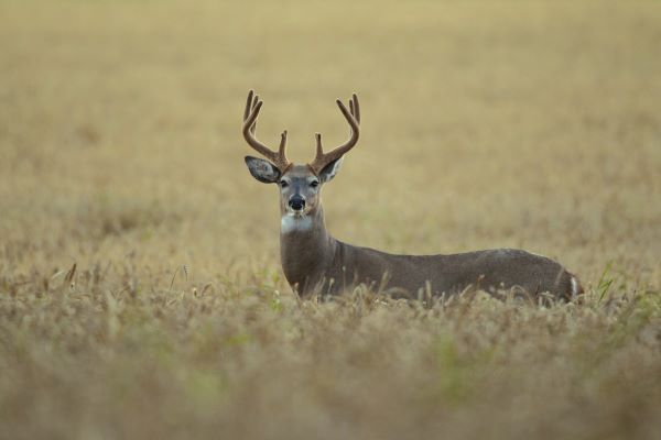 A male deer standing in a field.